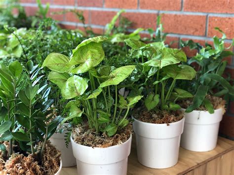 Secrets To Healthy Plants