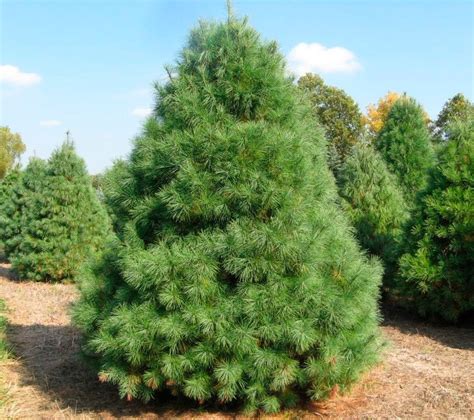 Хвойные деревья: названия с описанием и фото