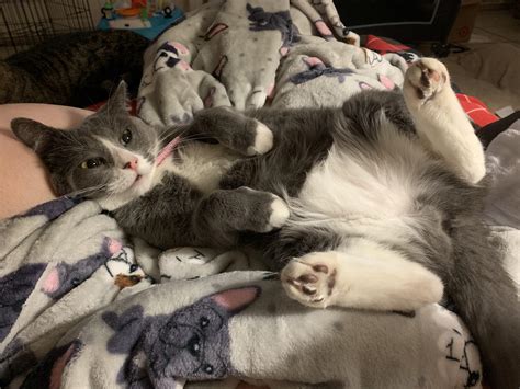 Belly Fluff With Bonus Curled Feetsies And Toe Beans Weve Hit The