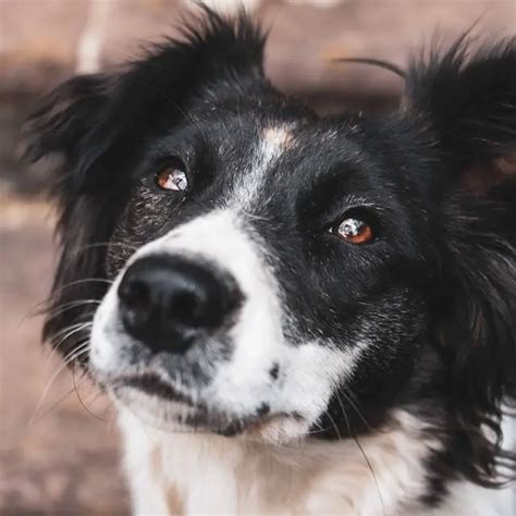 Grauer Star Beim Hund Symptome Ursachen Und Behandlung