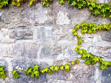 Hintergrund Felsenwand Mit Efeu Stockbild Bild Von Berwuchert Rauh