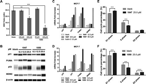 Computational Strategy For Intrinsically Disordered Protein Ligand