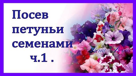Петуния . Выращивание рассады петунии из семян. Часть 1 - YouTube