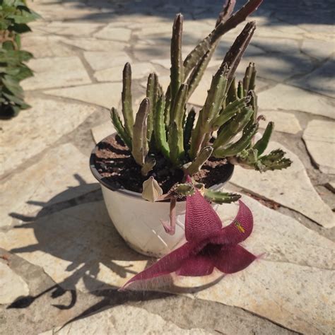 Stapelia Grandiflora - Plant Treasury