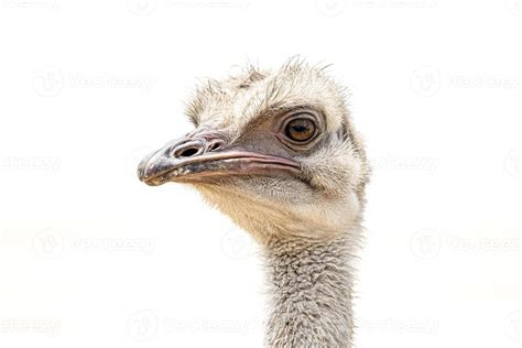 Ostrich Head Stock Photos, Images and Backgrounds for Free Download