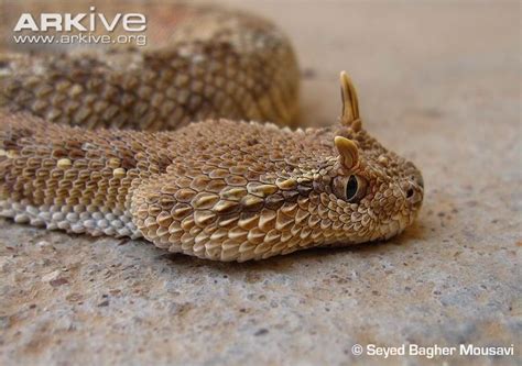 Cerastes Gasperettii Arabian Horned Viper Venom Primarily Hemotoxic