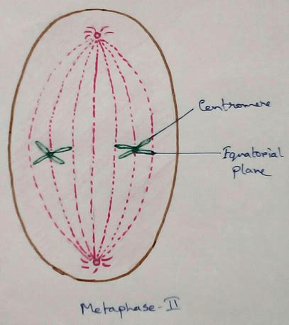 meiosis ii location interkinesis ii prophase ii metaphase ii