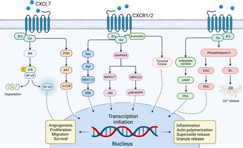 Cxcl Cxcr Signal Transduction Pathway Cxcl Binds To Cxcr