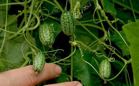 Огурец-арбуз - два в одном