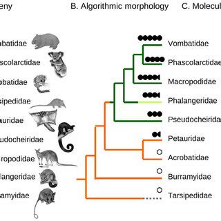 (PDF) The evolutionary relationships of Diprotodontia and improving the ...