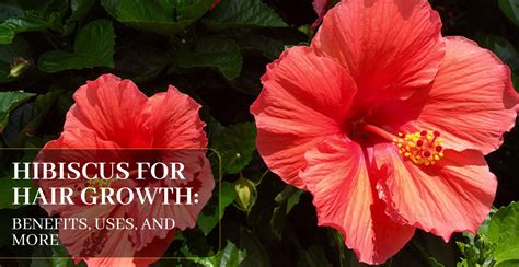 Hibiscus For Hair Growth Clinikally
