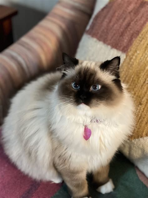 My Ragdoll Is Only Affectionate At 2am When She Lays On My Chest And Face She Snuggles With Me