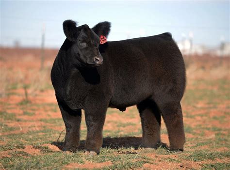 Плюшевая корова - 75 фото