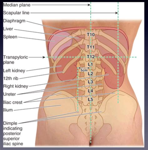 Anatomy And Physiology Ii Urinary System Flashcards Quizlet