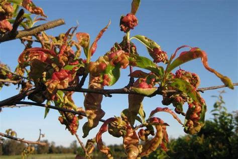 У персика краснеют и скручиваются листья: что делать, как защитить