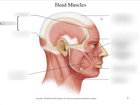 Head Muscles Diagram Quizlet