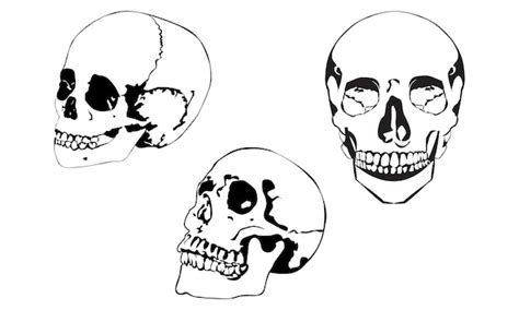 Premium Vector Skull Design