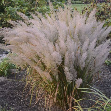 Calamagrostis Brachytricha Perennial Resource