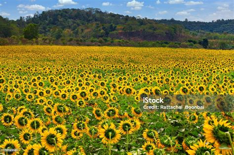 Keindahan Alam Ladang Bunga Matahari Dengan Bukit Dan Langit Biru Foto