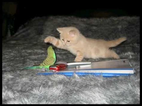 Pussy Cat Bird YouTube