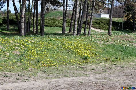Spring Park Free Image № 39847