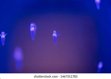 Naked Sea Butterfly Images Stock Photos Vectors Shutterstock