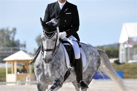 Dapple grey dressage horse stock image. Image of grey - 61911619