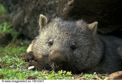 Naked Nosed Wombat Naked Nosed Wombat Naked Nosed Wombat Common The