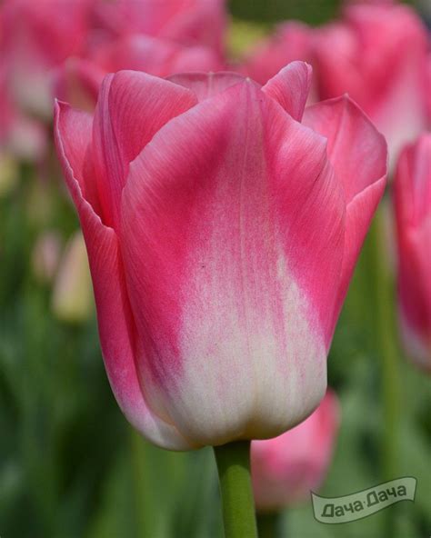 Тюльпан кроун династия (70 фото)