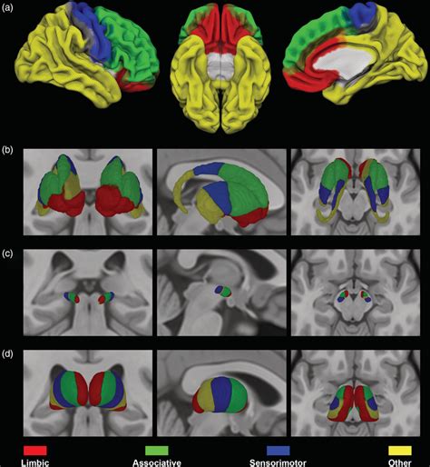 Connectivitybased Parcellation Of Striatum Subthalamic Nucleus STN