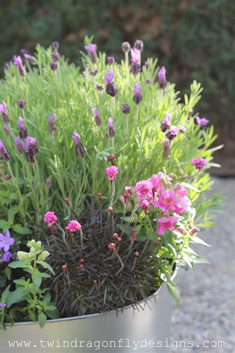 Create A Bee Friendly Planter Dragonfly Designs