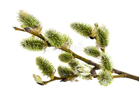 Watercolor Botanical Illustration Of Spring Branches Pussy Willow Catkins Willow Hand Drawn