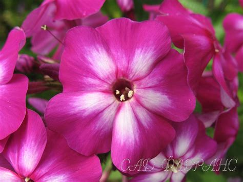 Сад Флоранс - Флоксы - (Phlox)