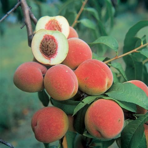 Champion White Peach Peach Trees Stark Bros