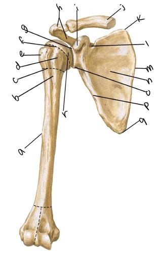 Gross Anatomy Shoulder Flashcards Quizlet