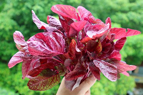 Amaranth Greens Red Beauty Seeds Boondie Seeds