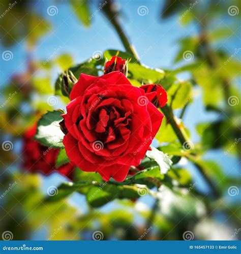 Roses hidden in macro mode stock image. Image of flower - 165457133