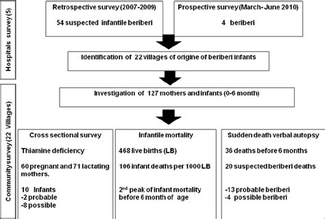 Flow Chart Of The Thiamine Deficiency Survey In Northern Laos