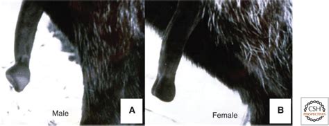 Sex Differences In Spotted Hyenas PMC