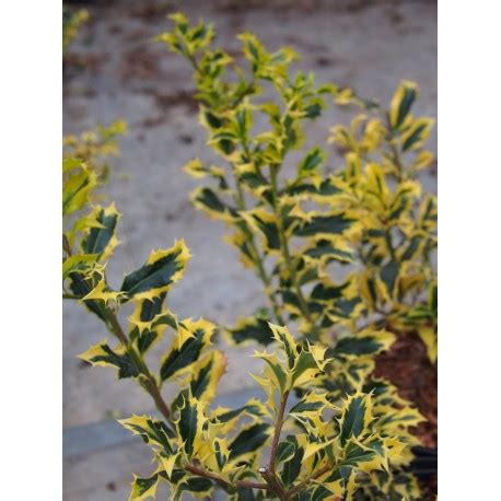 Ilex aquifolium Golden DJ PÉPINIERE BROCHET LANVIN