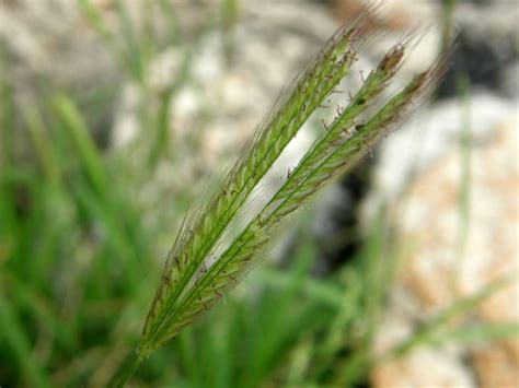 Chloris Sw. | Plants of the World Online | Kew Science