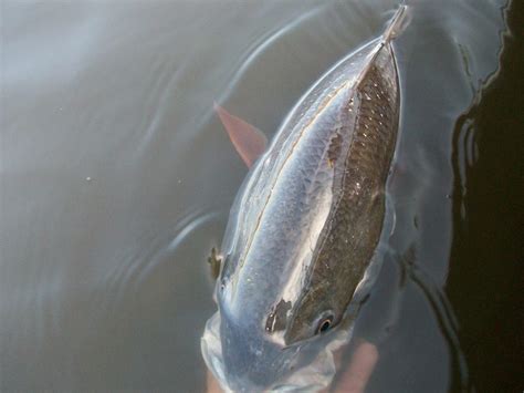 Matagorda Bay Gps Fishing Spots Texas Fishing Spots Maps For Gps