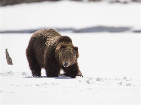 Hibernation Book List Scholastic