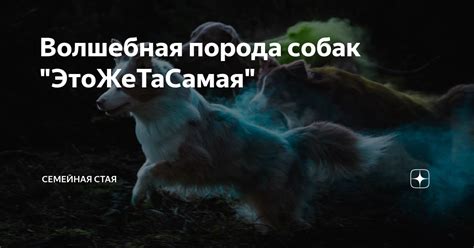 Волшебная порода собак "ЭтоЖеТаСамая" | семейная стая | Дзен