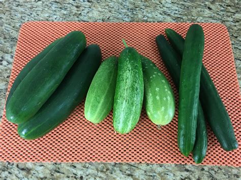 Conservas De Pepino Como Fazer 11