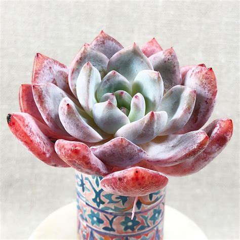 Echeveria Orange Monroe – Cedar Creek Farmhouse