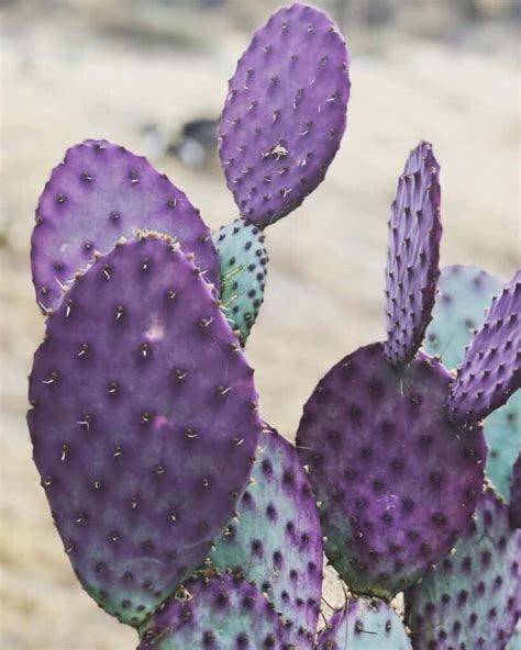 10 Intriguing Facts About The Santa Rita Cactus