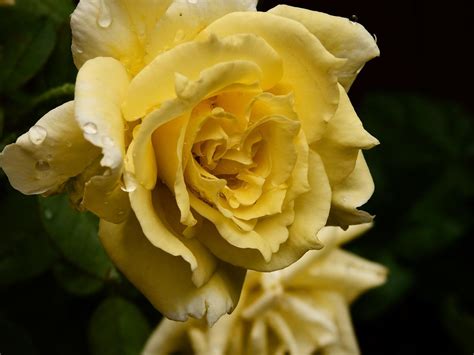 Gelbe Rose Garten Regen - Kostenloses Foto auf Pixabay