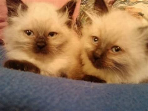Purebred Himalayan Kittens For Sale In Bixby Nebraska Classified