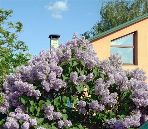 Privacy bushes are the secret to blocking out nosy neighbors | Livingetc